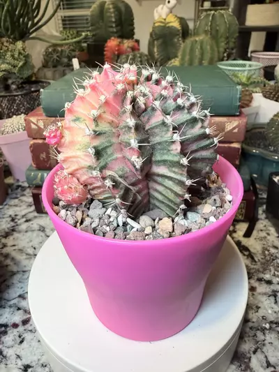 plant/0005 Pink Twisty Gymno Momma-1-thumbnail