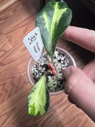plant/Phuwuaensis Variegated -0-thumbnail