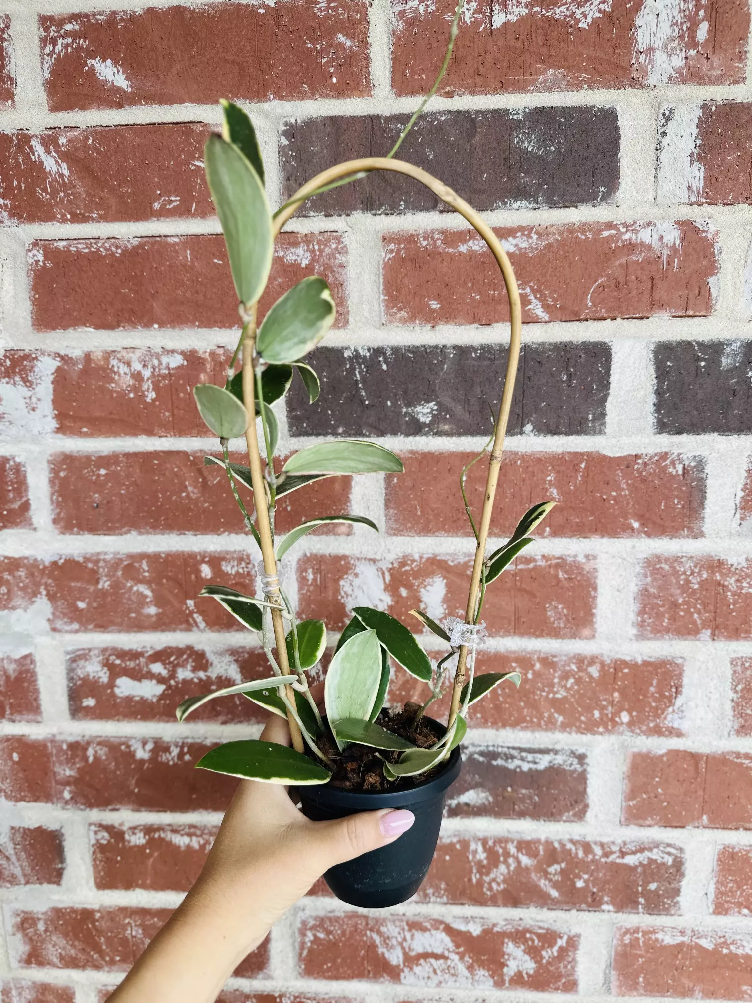 plant/🔥Hoya Acuta Outter Var (Whole mother plant)-1