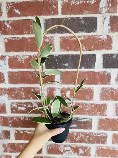 plant/🔥Hoya Acuta Outter Var (Whole mother plant)-1-thumbnail