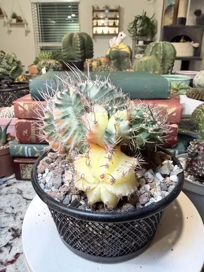 plant/0010 Possibly My Favorite Momma-2-thumbnail