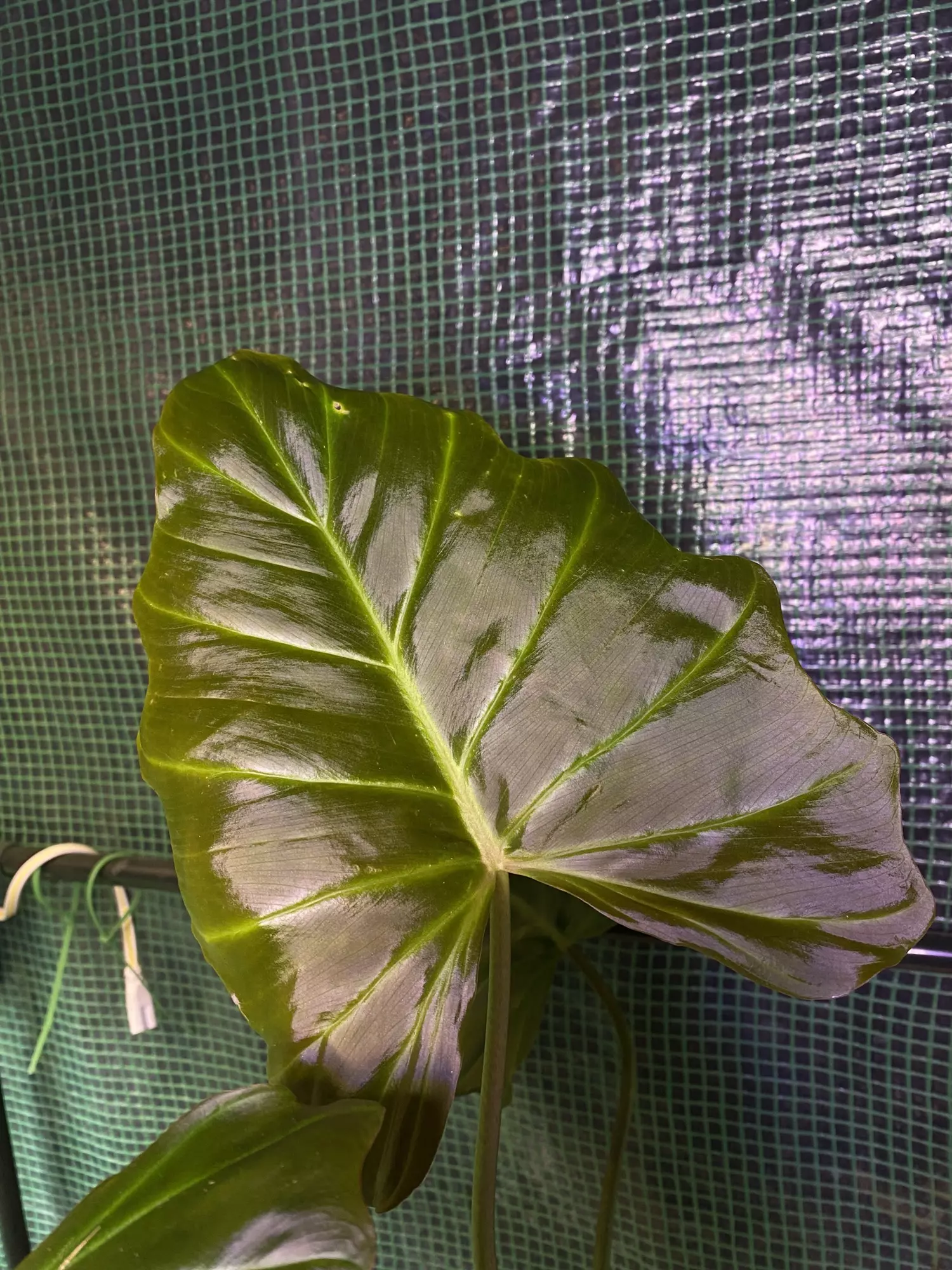 plant/Philo. Corsinanum 4.5” TALL POT/PLANT-1