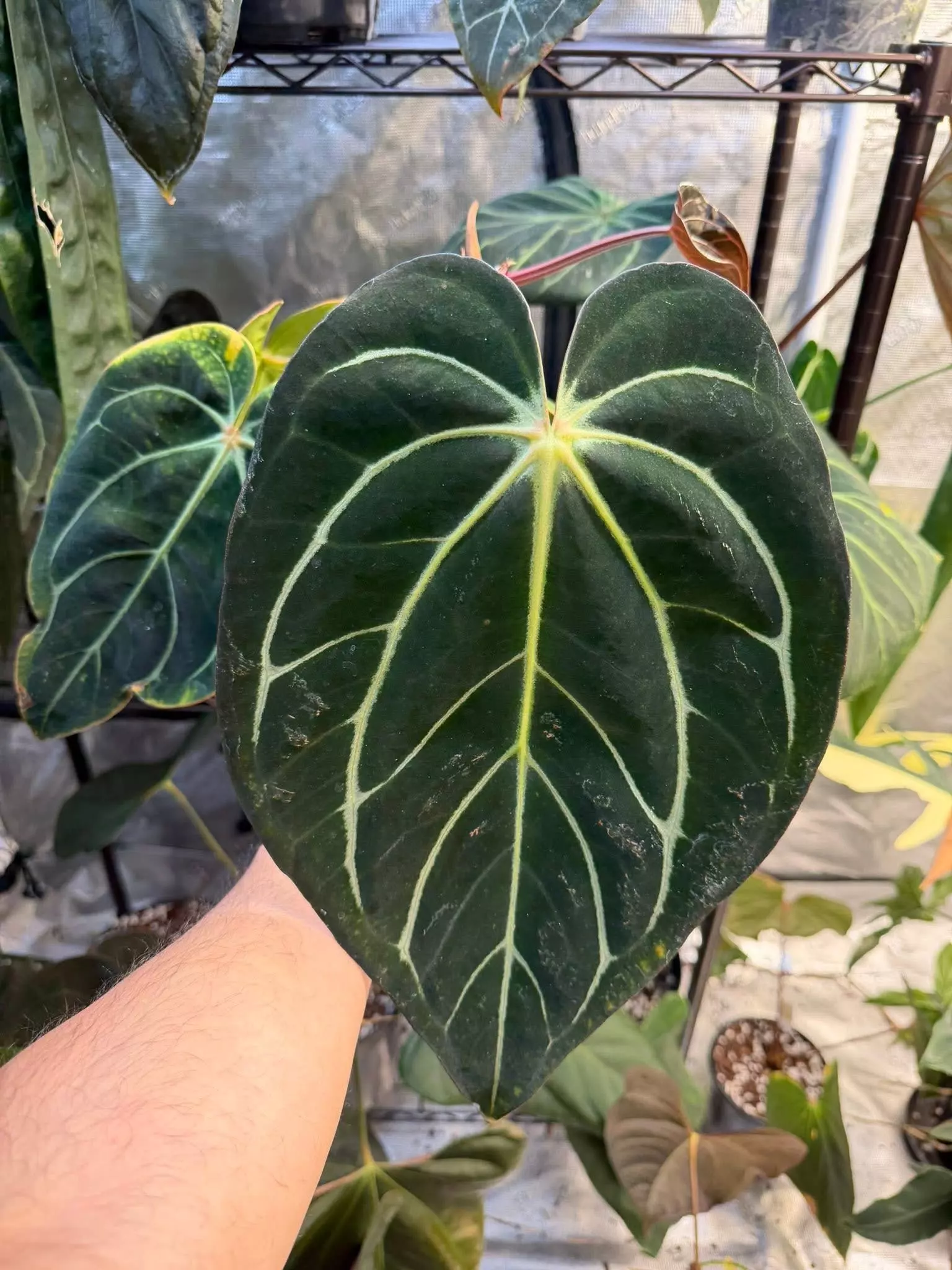 plant/(Carla GPH 001) x (Dressleri RG Clone #2 x Windy)-1