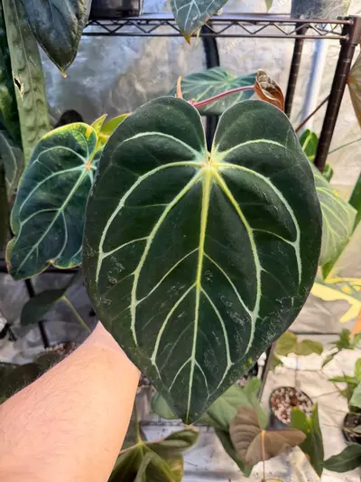 plant/(Carla GPH 001) x (Dressleri RG Clone #2 x Windy)-1-thumbnail