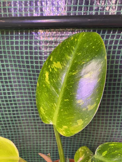 plant/Philo. ‘Green Congo Nuclear’ 4”-1-thumbnail