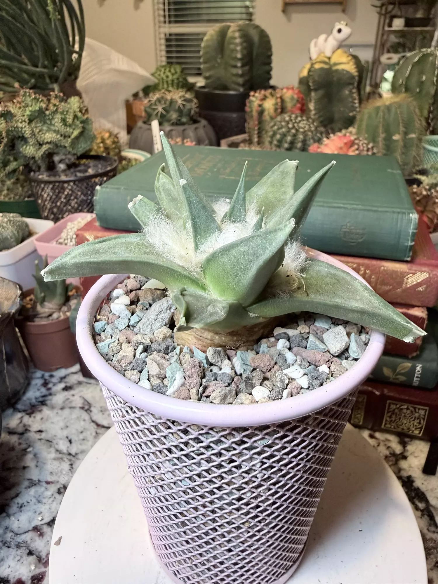 plant/0007 Fuzzy Ariocarpus Trigonus-1