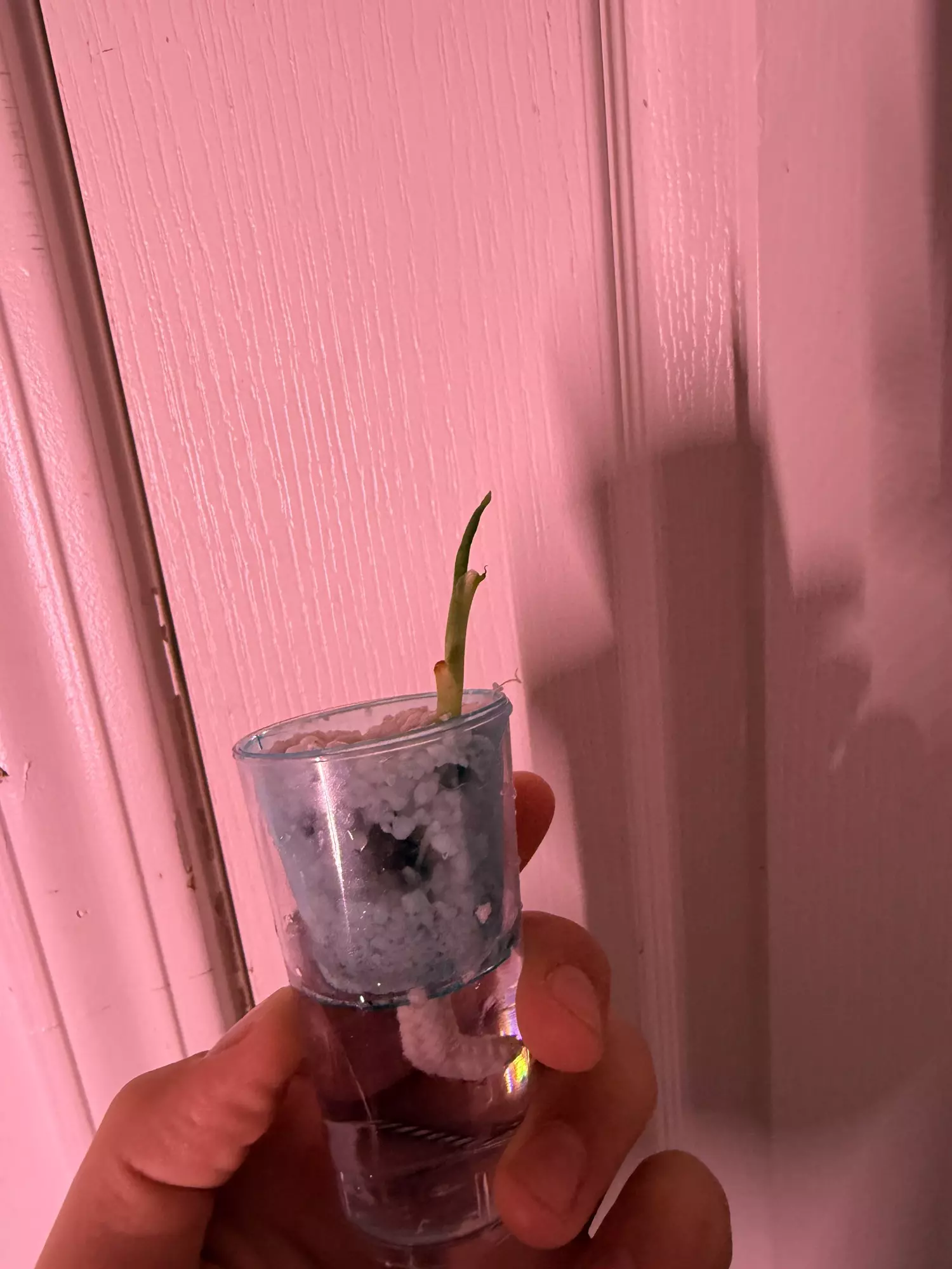 plant/Green micholitziana velvet corm-0