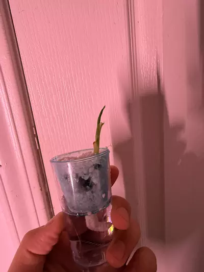 plant/Green micholitziana velvet corm-0-thumbnail