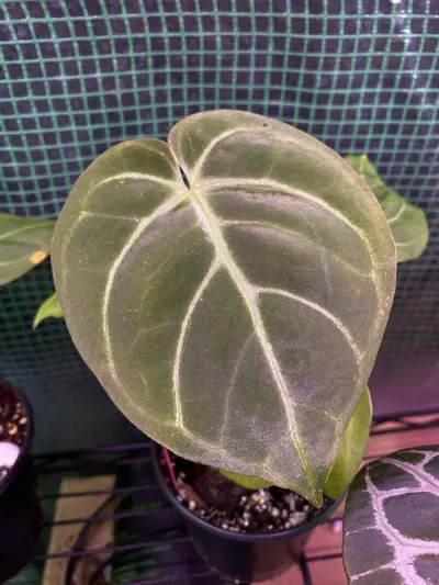 plant/Anthurium Dorayaki x Antolakii (bvep) 4.5”-2-thumbnail