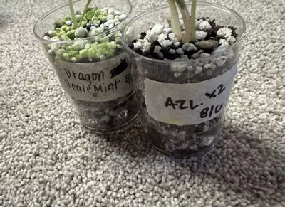 plant/Alocasia Dragon Scale Mint and Azlanii (gamble)-3-thumbnail