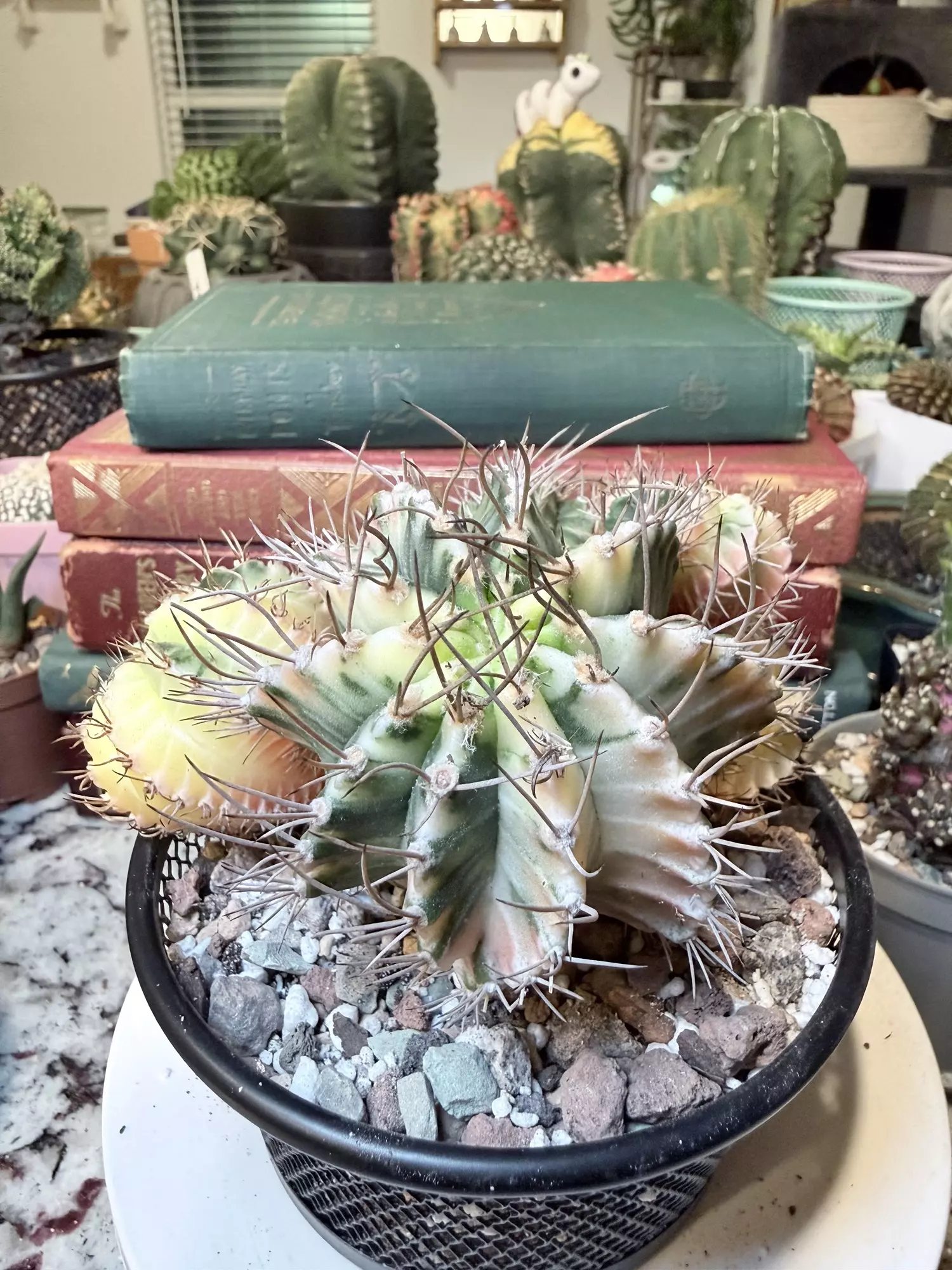 plant/0010 Possibly My Favorite Momma-3