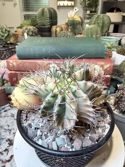 plant/0010 Possibly My Favorite Momma-3-thumbnail