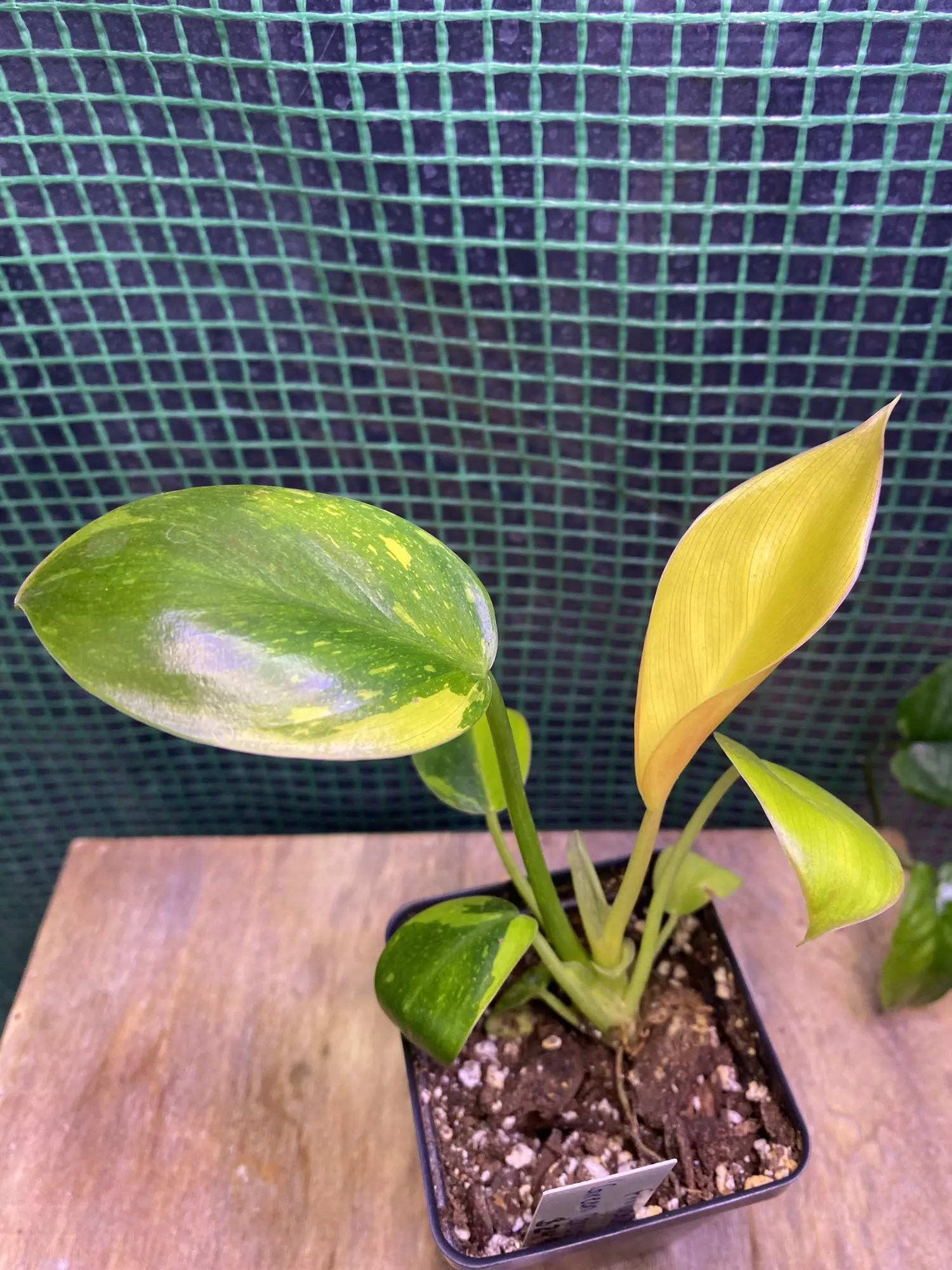 plant/Philo. ‘Green Congo Nuclear’ 3”-0