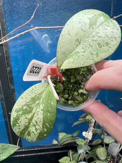 plant/Hoya Meena-0-thumbnail