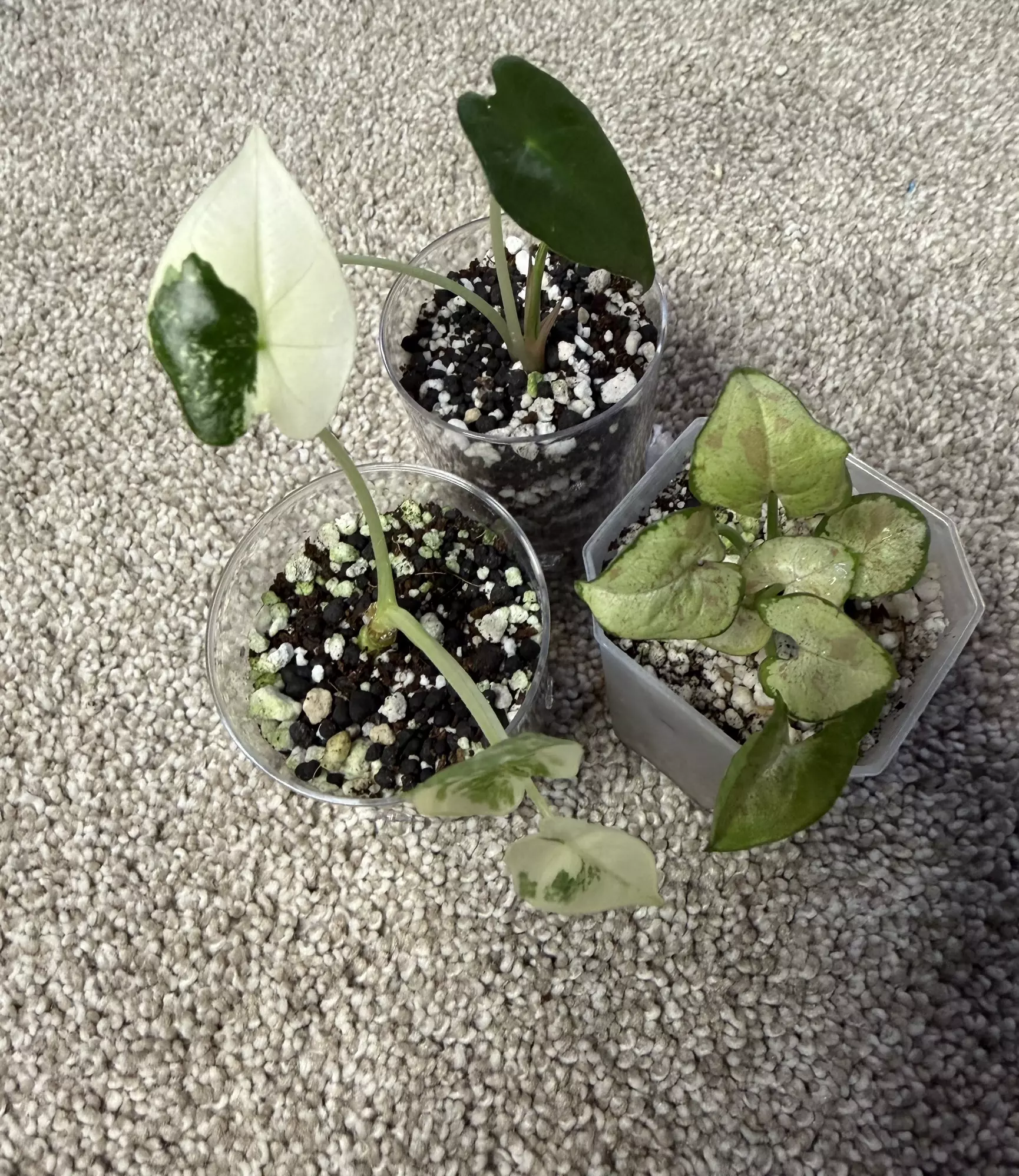 plant/MULTIPLE ‘Mystery’ PLANTS!-0