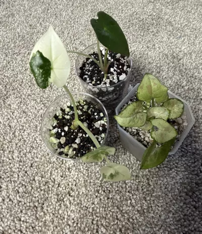 plant/MULTIPLE ‘Mystery’ PLANTS!-0-thumbnail