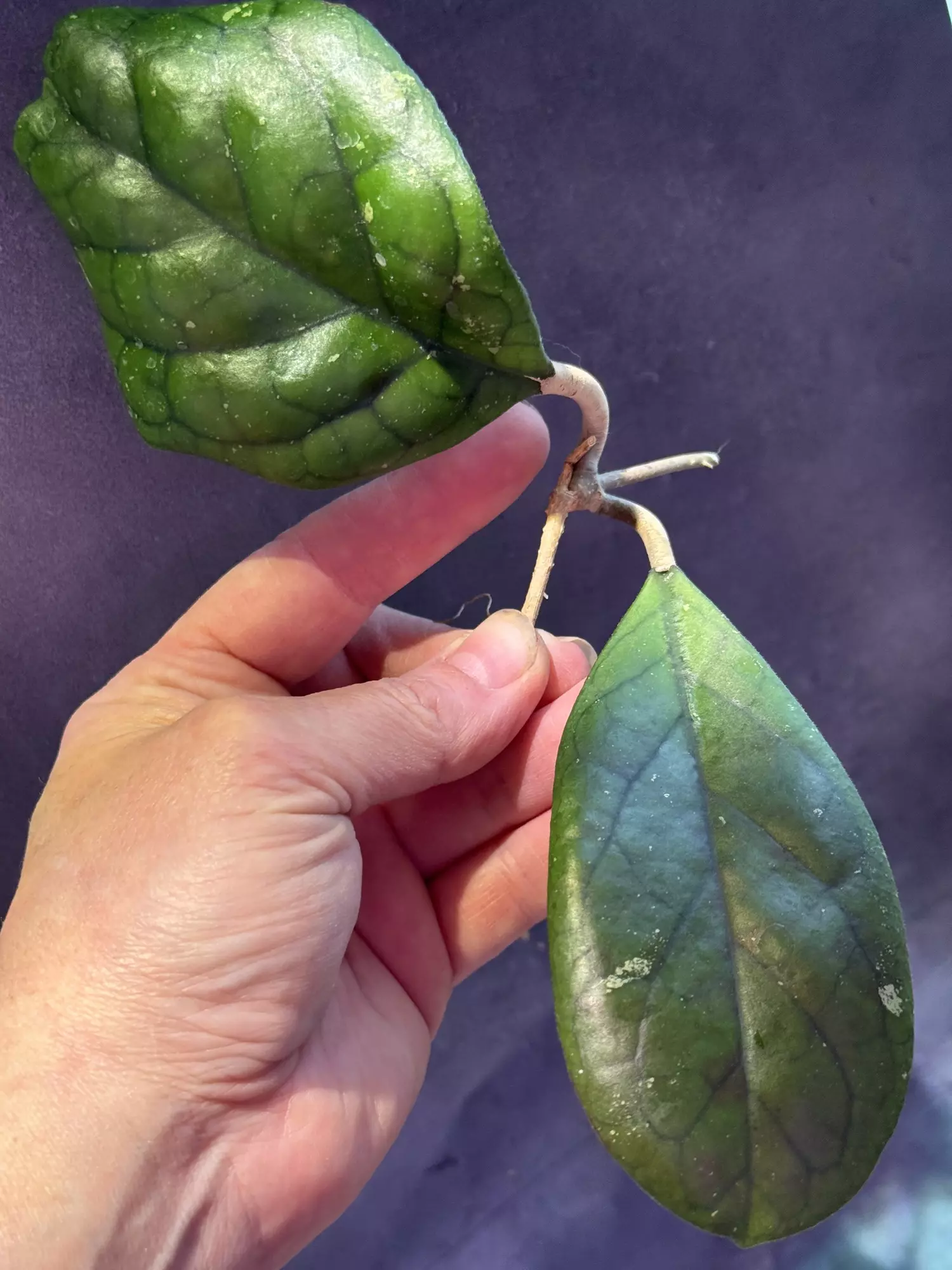 plant/Hoya viola unrooted cutting-0