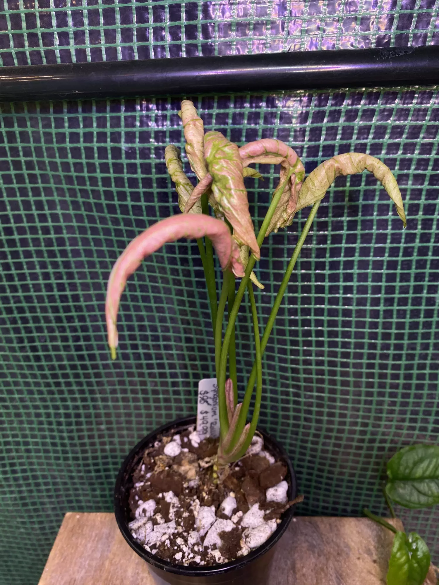 plant/Syngonium ‘Pink Rolli’-0