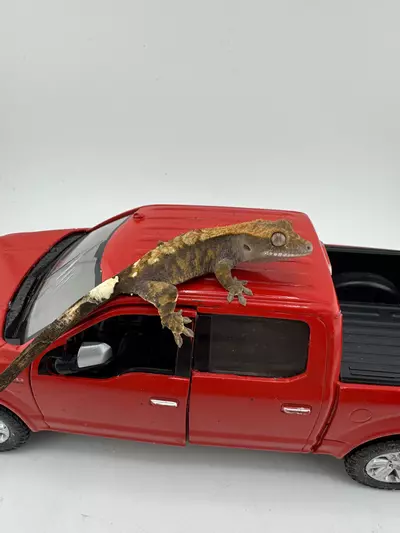 plant/Unsexed Cappuccino 5.3g 2CyNg25-1-thumbnail