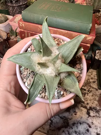 plant/0007 Fuzzy Ariocarpus Trigonus-0-thumbnail