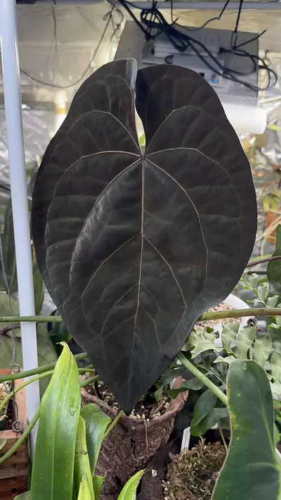 plant/Carla RA10 self x Ace of Spades-2-thumbnail