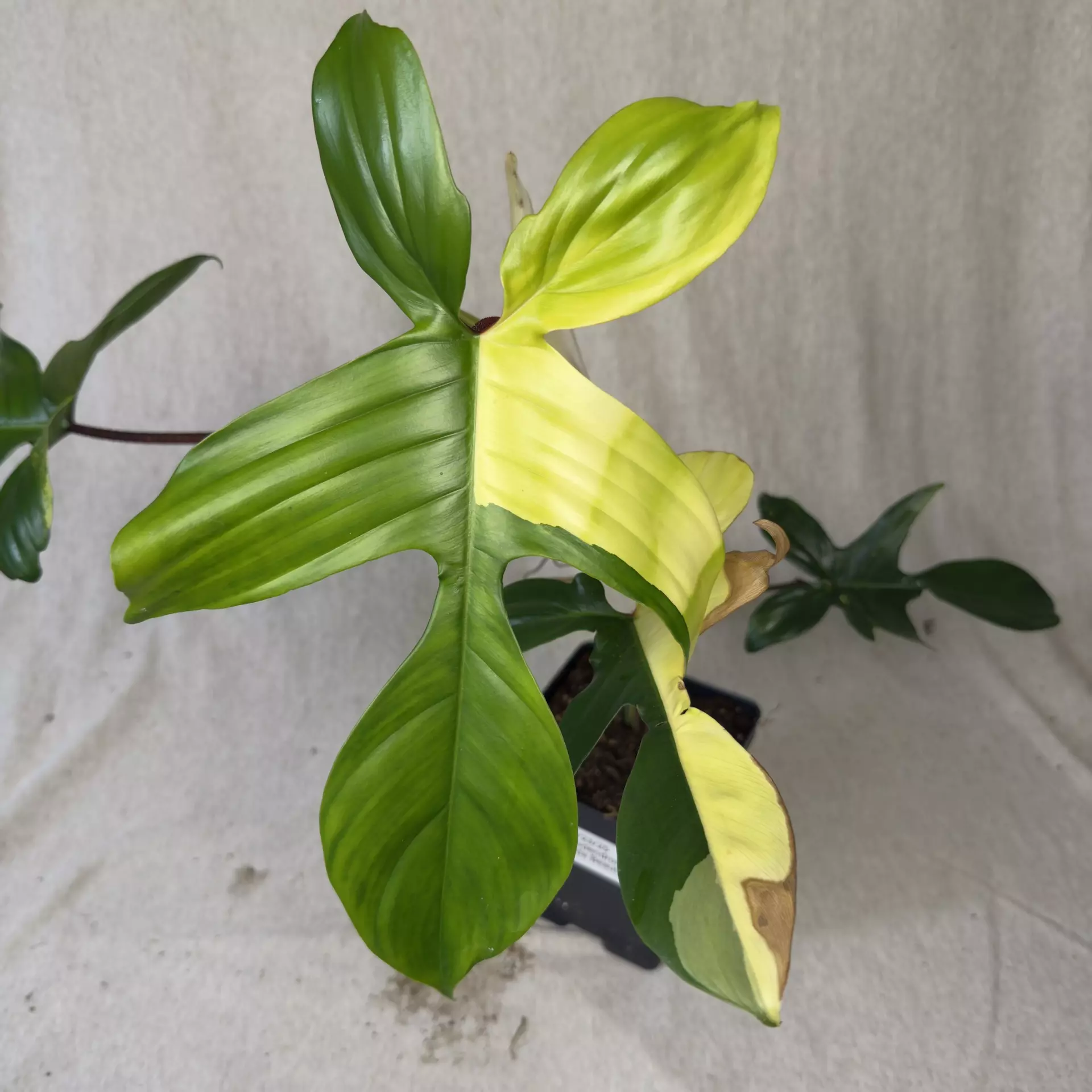 plant/Philodendron Florida Beauty - Exact Plant-0