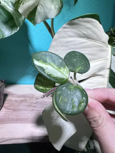 plant/Hoya Mathilde Var CUT-0-thumbnail