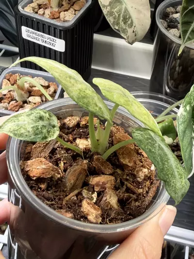 plant/Alocasia Ninja Tricolor #4-2-thumbnail