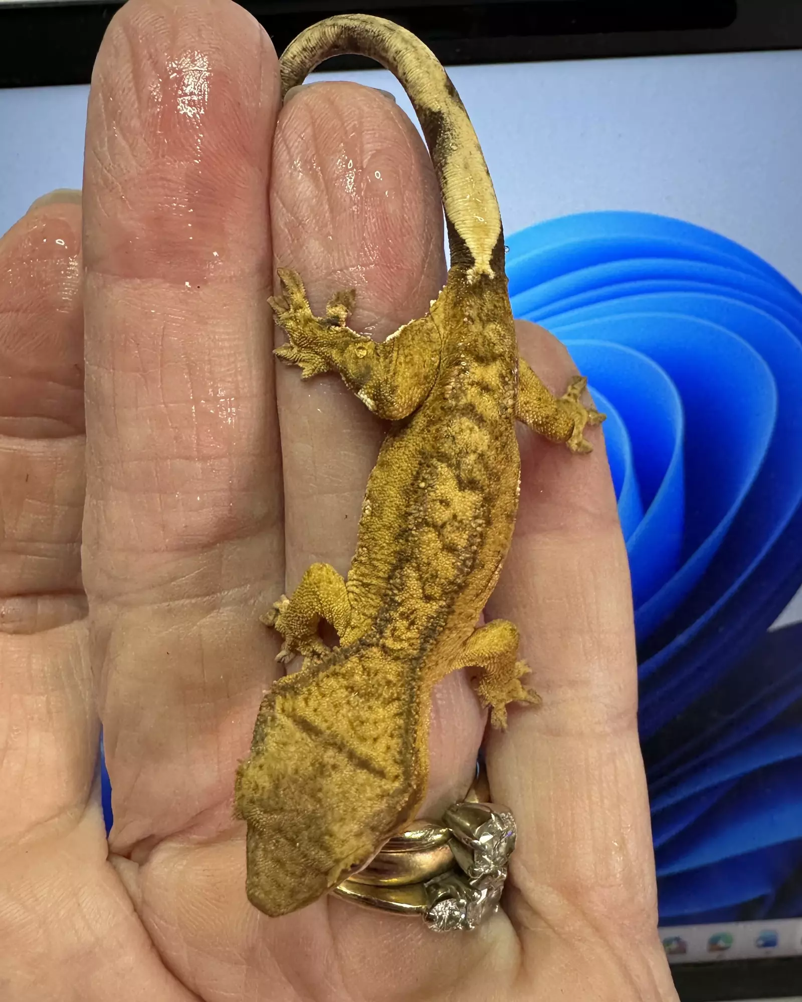 plant/Male 5g Yellow Phantom, Margin 2GbJu25-0