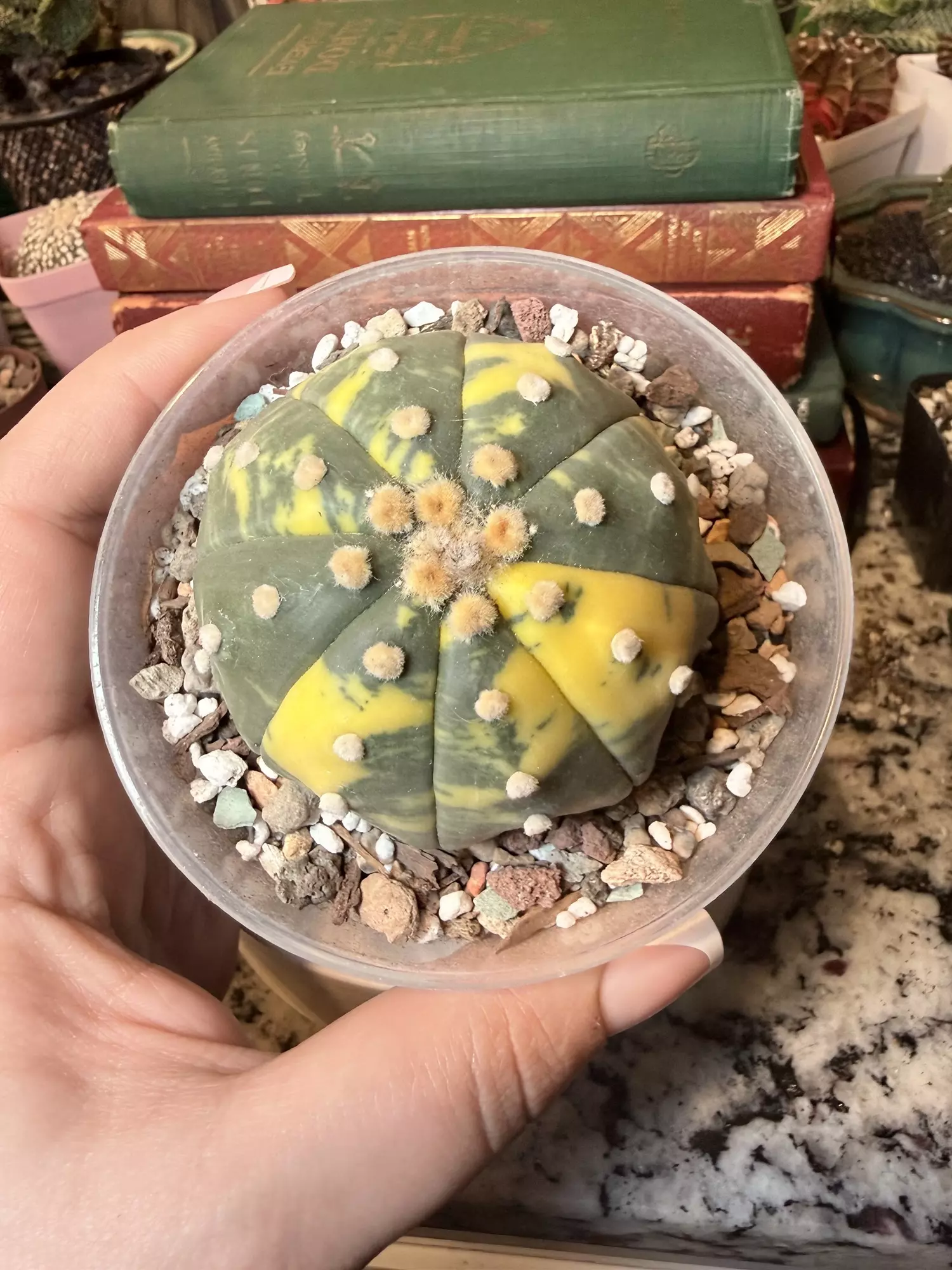 plant/0006 Large Variegated Astro-0