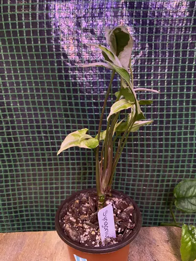 plant/Syngonium ‘Starlite’ 3”-1-thumbnail