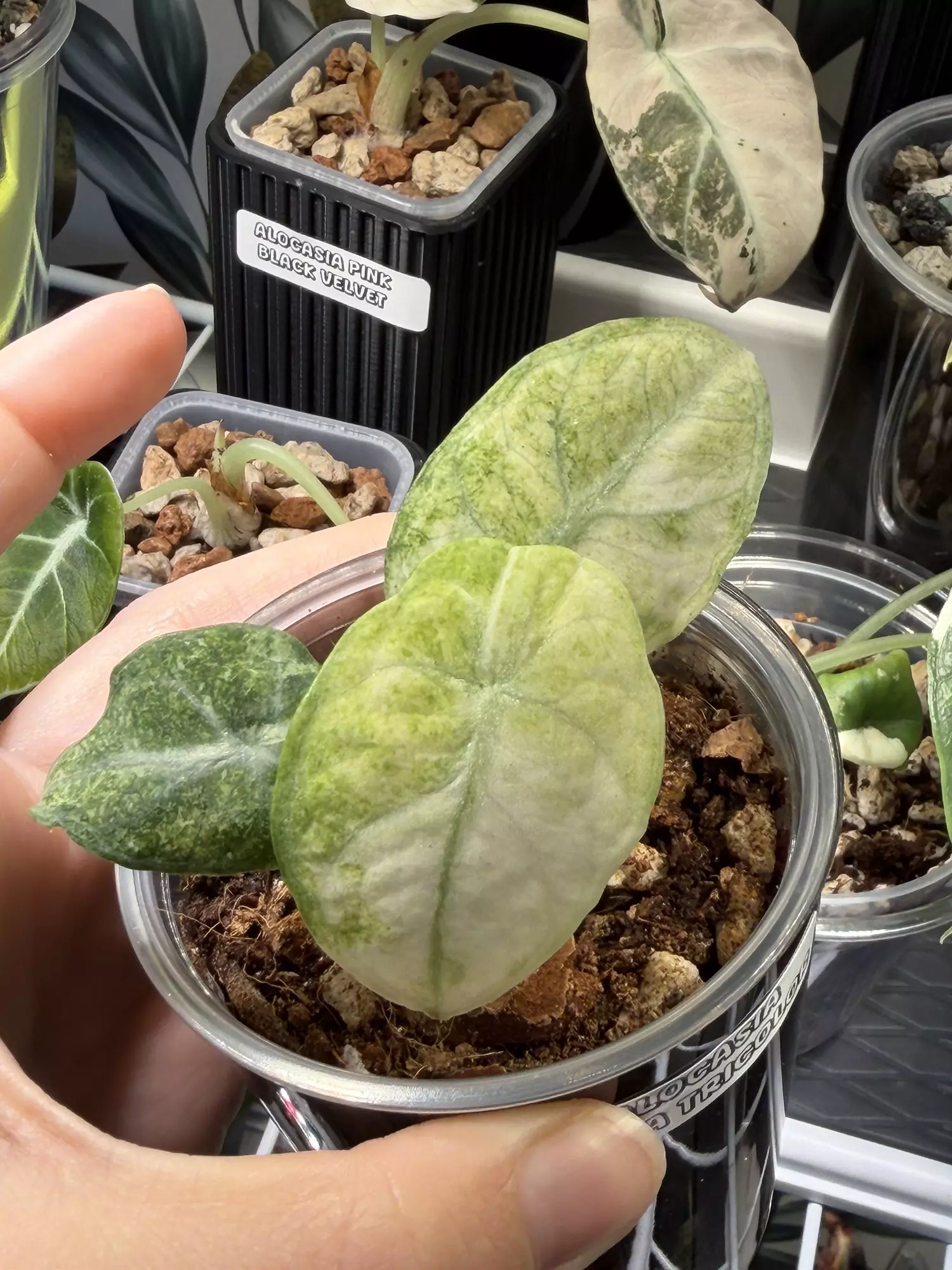 plant/Alocasia Ninja Tricolor #4-3