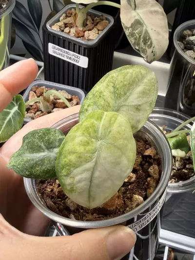 plant/Alocasia Ninja Tricolor #4-3-thumbnail