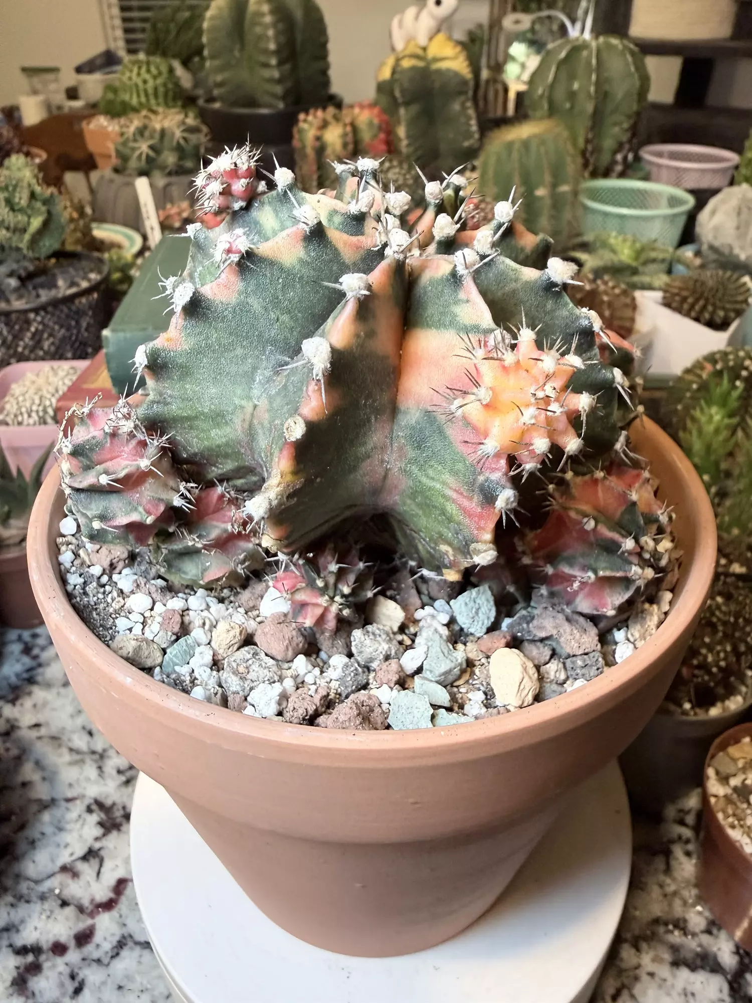 plant/Stunnnning Momma-2