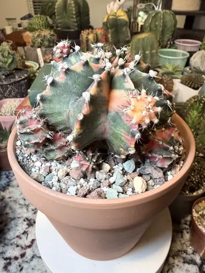 plant/Stunnnning Momma-2-thumbnail