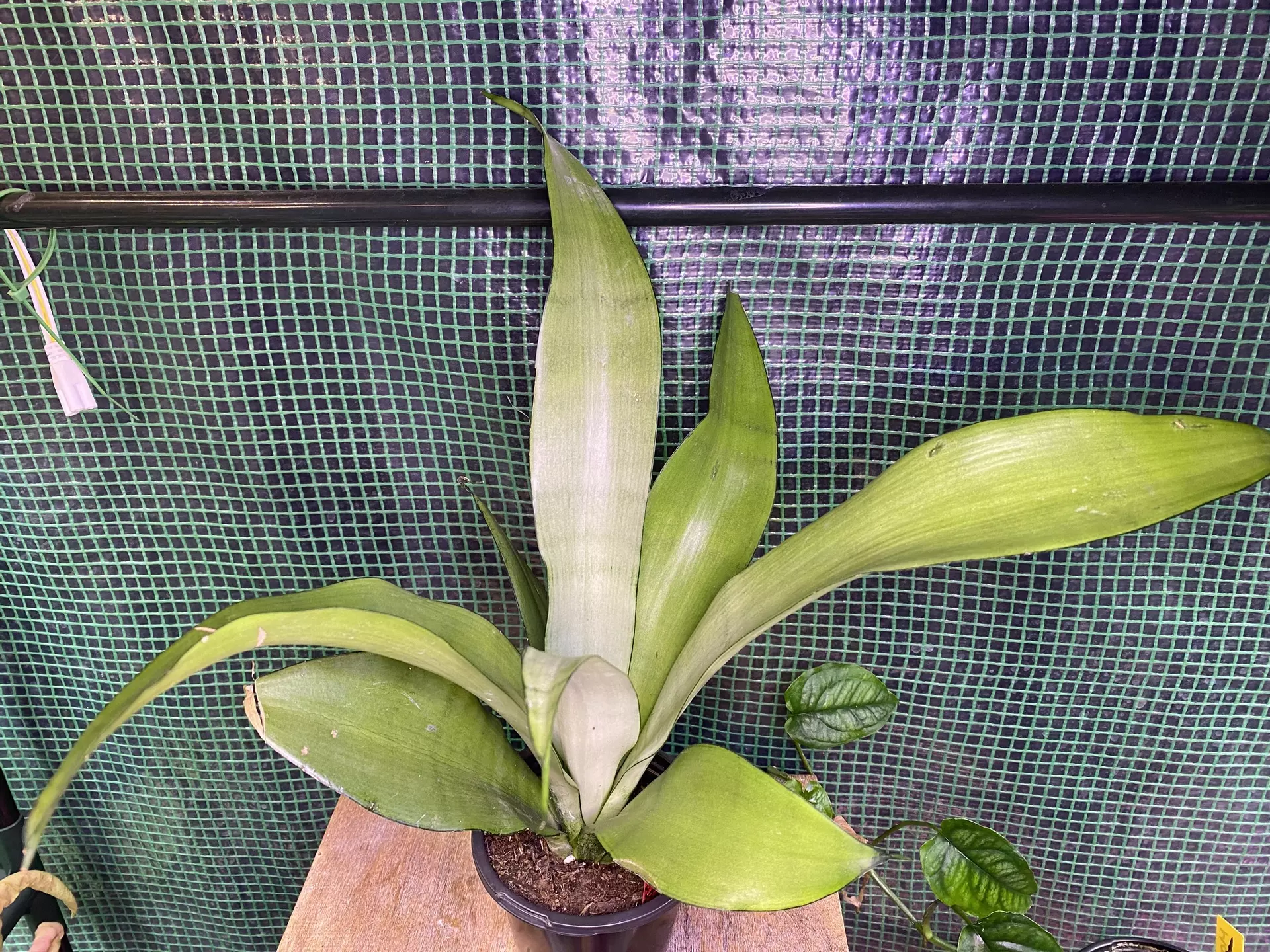 plant/‘Moonshine’ Snake Plant 4”-1