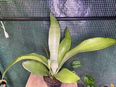 plant/‘Moonshine’ Snake Plant 4”-1-thumbnail