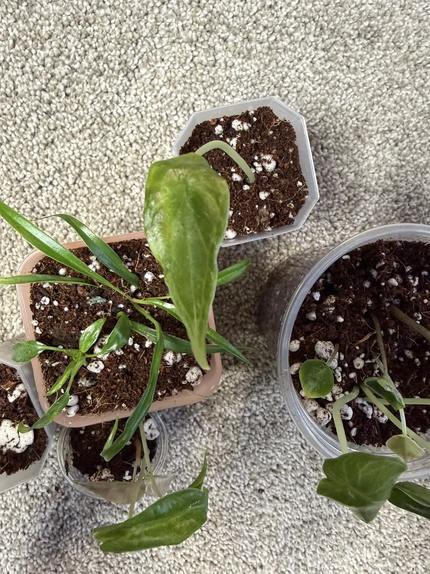 plant/MULTIPLE ‘Mystery’ PLANTS!-0