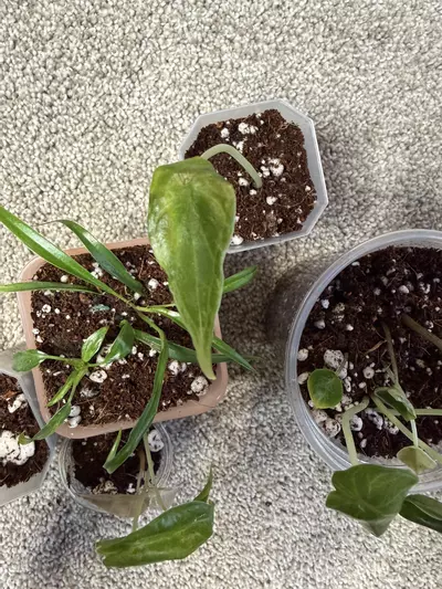 plant/MULTIPLE ‘Mystery’ PLANTS!-0-thumbnail