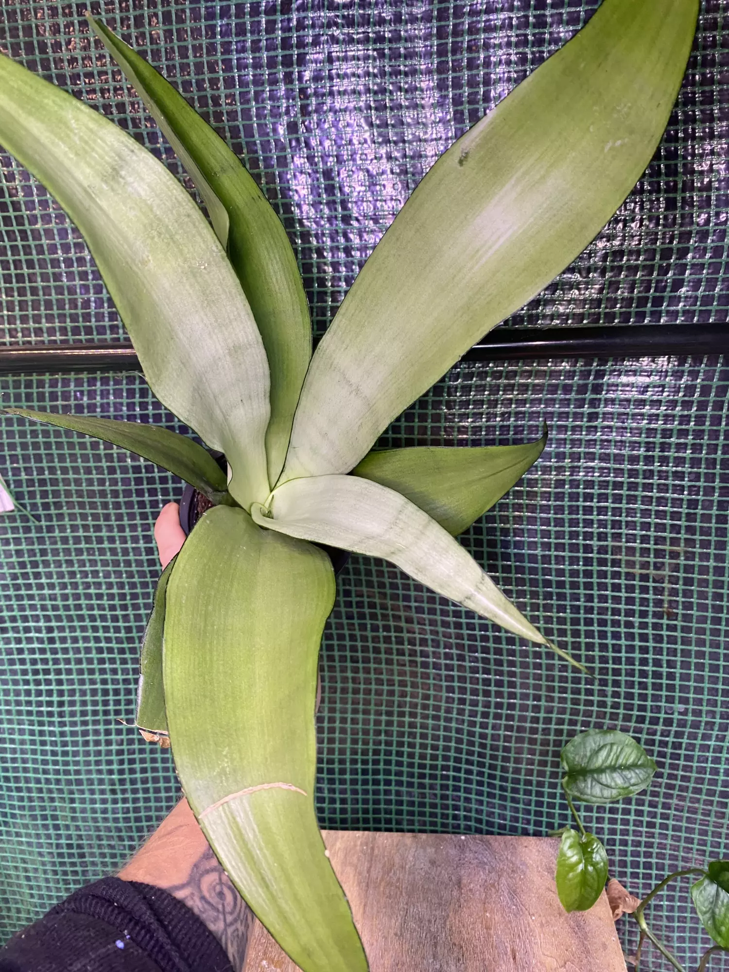 plant/‘Moonshine’ Snake Plant 4”-2