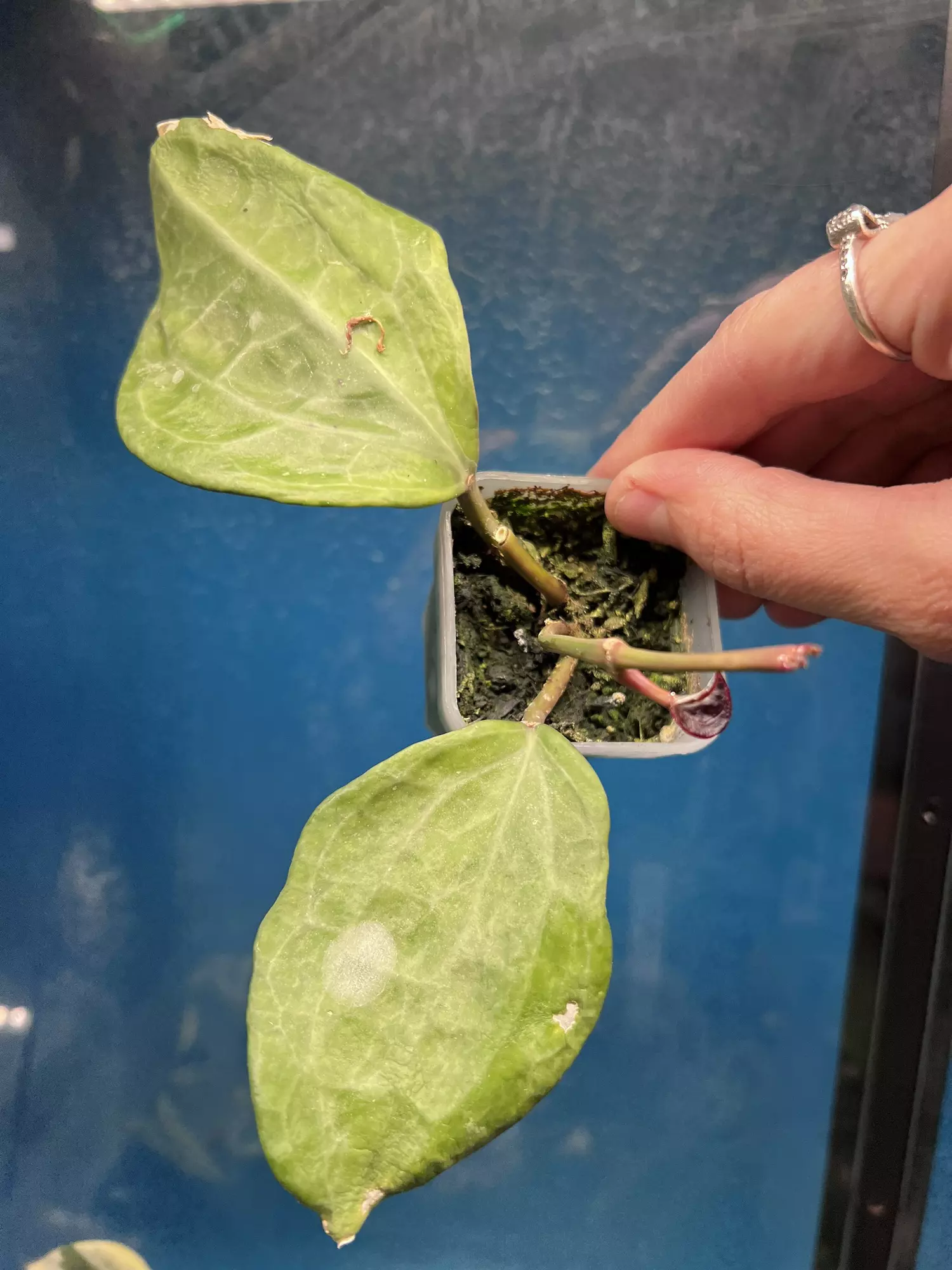 plant/Latifolia Variegated Peridot -0