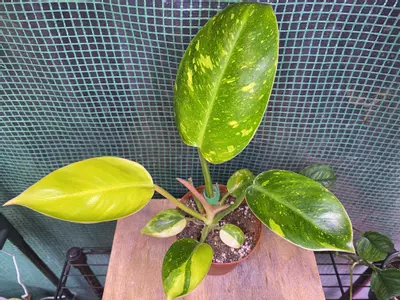 plant/Philo. ‘Green Congo Nuclear’ 4”-0-thumbnail