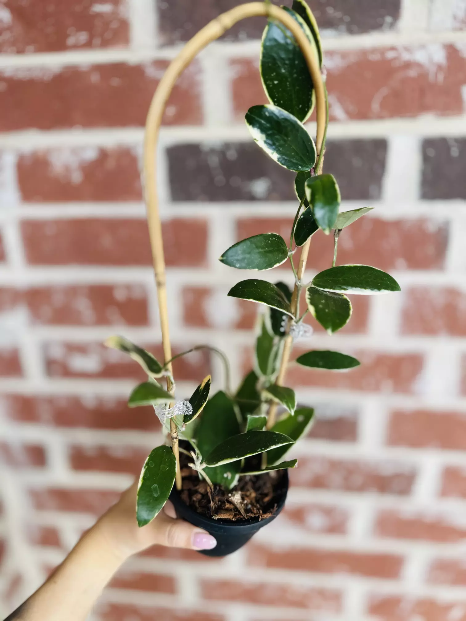 plant/🔥Hoya Acuta Outter Var (Whole mother plant)-0