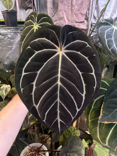 plant/Carla RA10 self x Ace of Spades-1-thumbnail