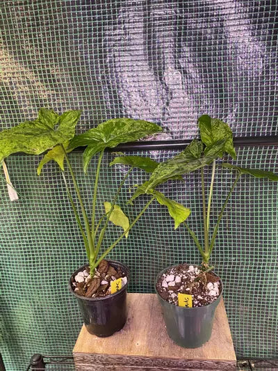 plant/Syngonium ‘Mojito’ 4”-3-thumbnail