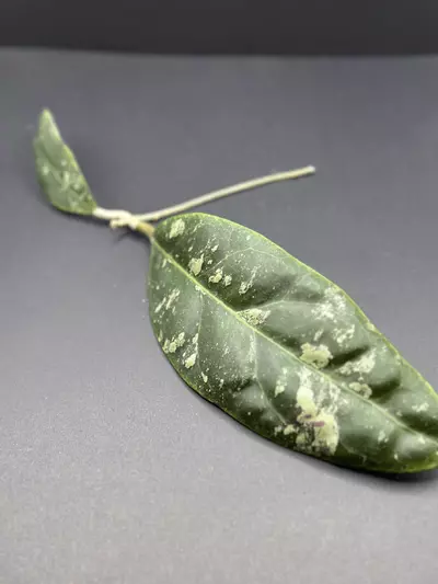 plant/Hoya Rintzii Borneo *** Fresh Cut***-2-thumbnail