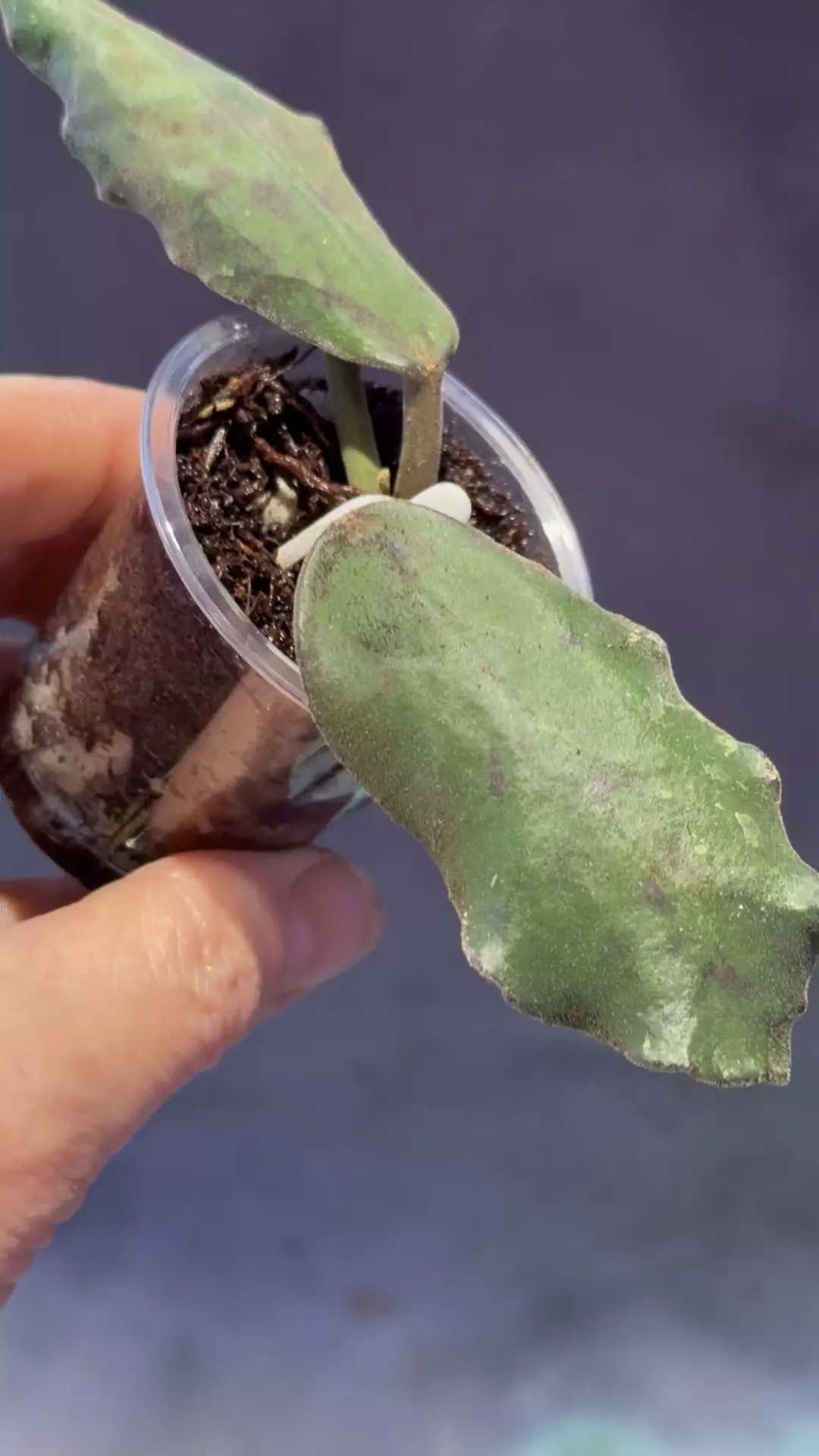 plant/Hoya waymaniae lightly rooted starting to sunstress-0