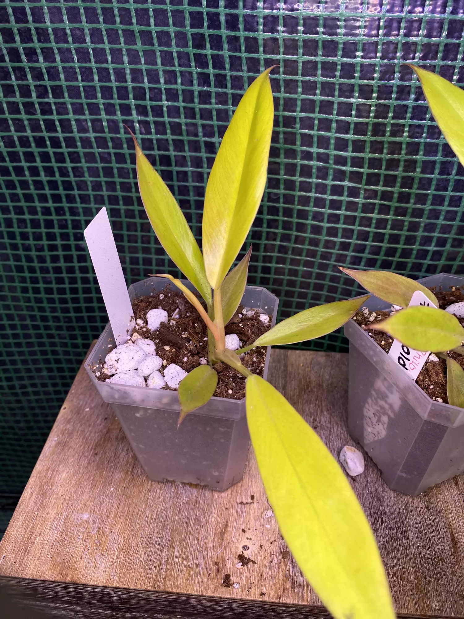 plant/Philo. Ring of Fire Gold 3”-2