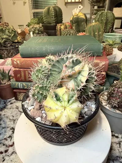 plant/0010 Possibly My Favorite Momma-1-thumbnail