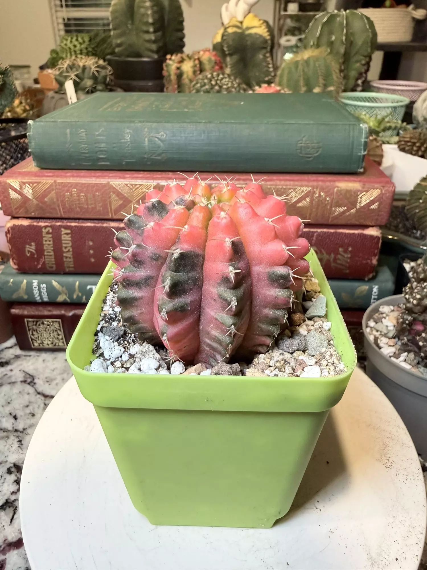 plant/0009 Super Pretty Lime Topped Gymno-1